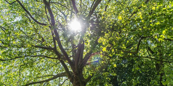 Kruin van een boom met zonlicht erdoor